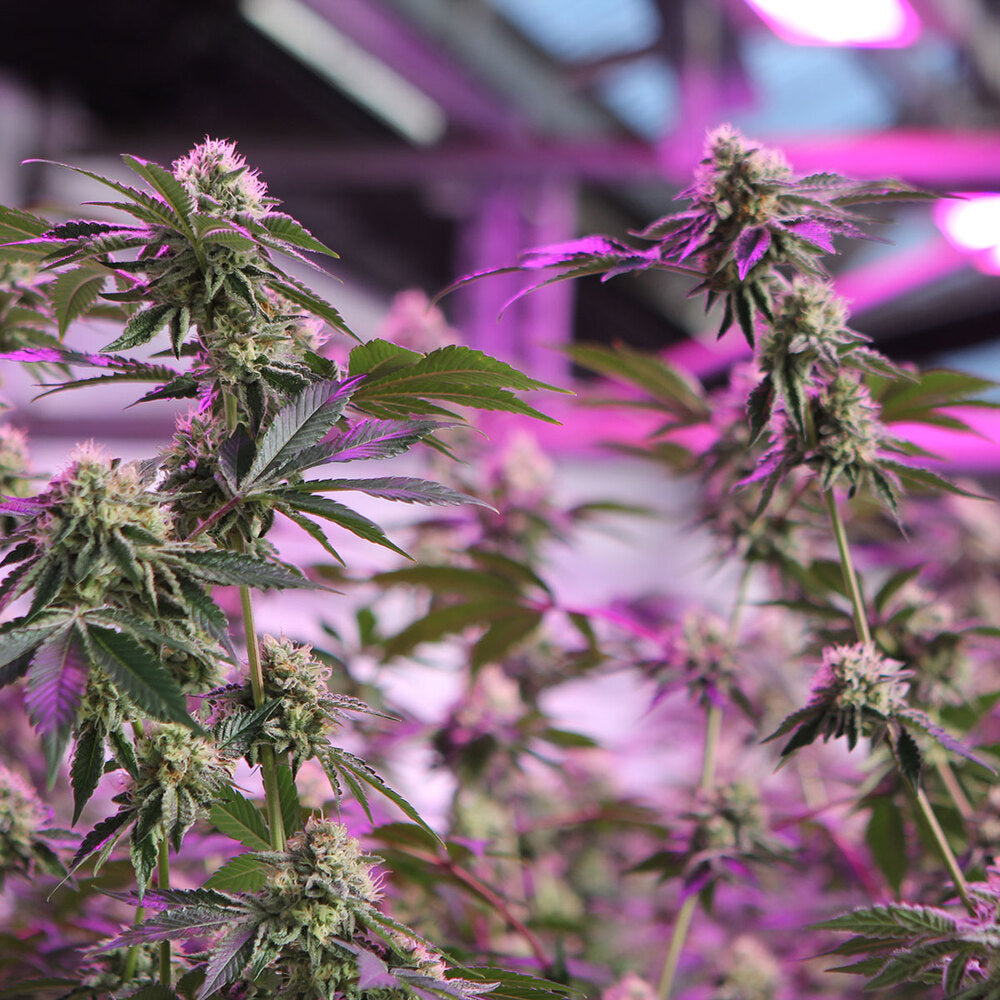 Barneys Farm RS11 x Banana OG Fem 3St.