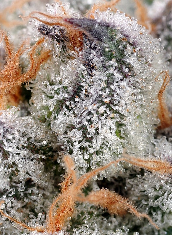 Sweet Seeds Sweet Cheese Fem 3St.