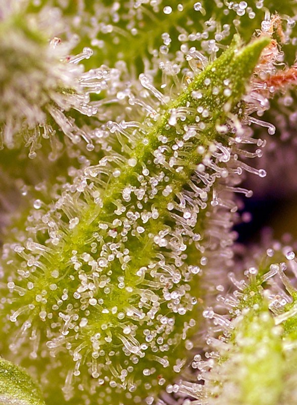 Sweet Seeds Sweet Cherry Pie Fem 3St.