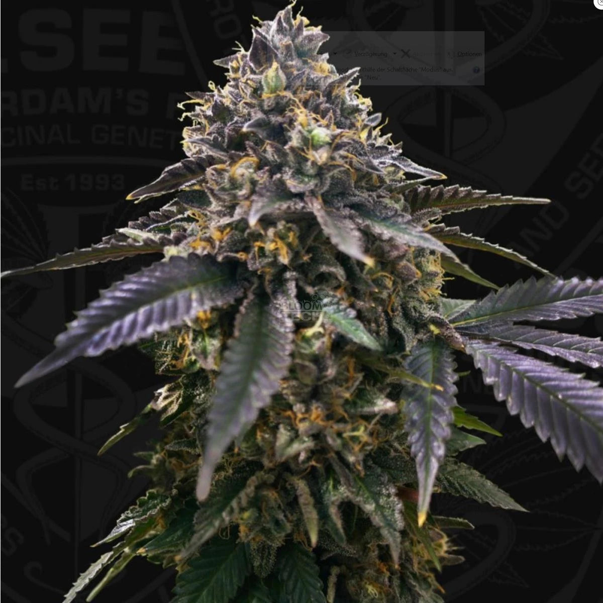 T.H. Seeds French Macaron - Gelato 33 X French Cookies Fem. 6St.