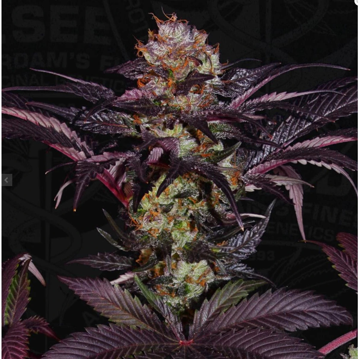 T.H. Seeds French Macaron - Gelato 33 X French Cookies Fem. 6St.