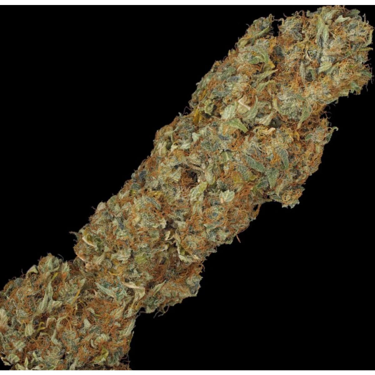 T.H. Seeds S.A.G.E. Fem. 5St.