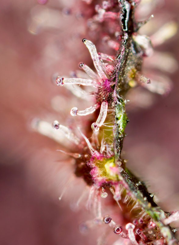 Sweet Seeds Tropicanna Poison F1 Fem 3St.