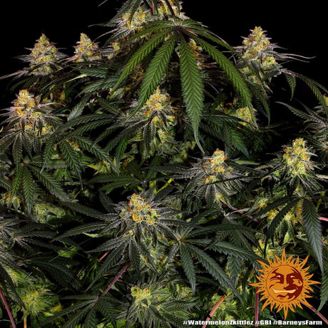 Eine Nahaufnahme einer Cannabispflanze von Barney's Farm - Mimosa x Orange Punch Automatics vor einem dunklen Hintergrund mit Sunburst-Logos. Die Pflanze weist eine dichte Ansammlung von Knospen auf, die mit grünen, roten und violetten Blättern geschmückt sind, die alle mit Trichomen bedeckt sind. Das Logo in der unteren rechten Ecke zeigt eine stilisierte Sonne mit einem Gesicht.