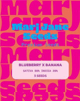 Marj Jane Blueberry X Banana Fem. 3St.