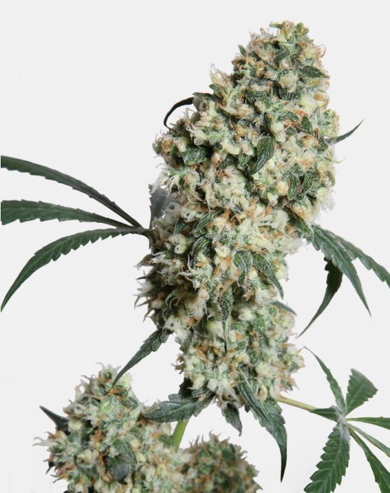 Sensi Seeds Ed Rosenthal Super Bud Reg. 10St.