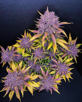 Fast Buds Purple Lemonade Auto Fem 3St.