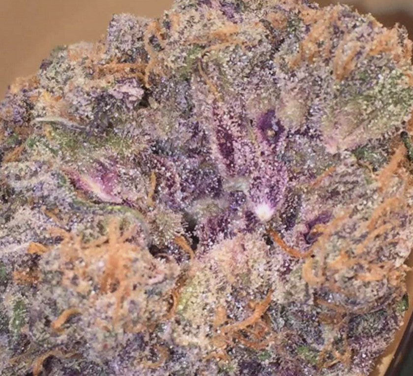 In House Genetics Platinum Purple Candy Fem 3St.