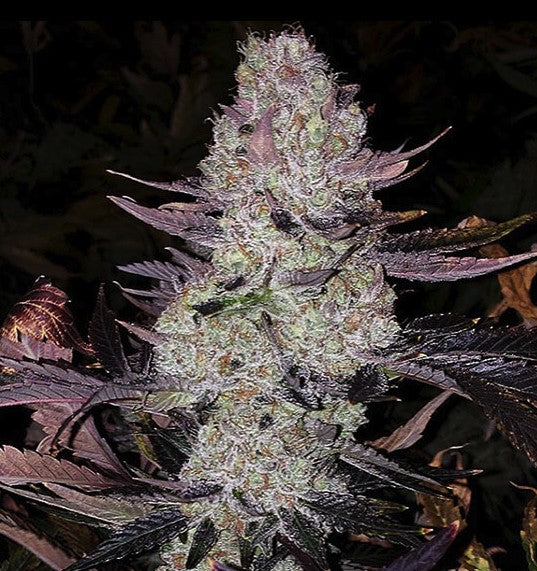 Ethos Grape Diamonds R2 Fem 5St.