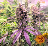 Barneys Farm Glookies Fem 3St.