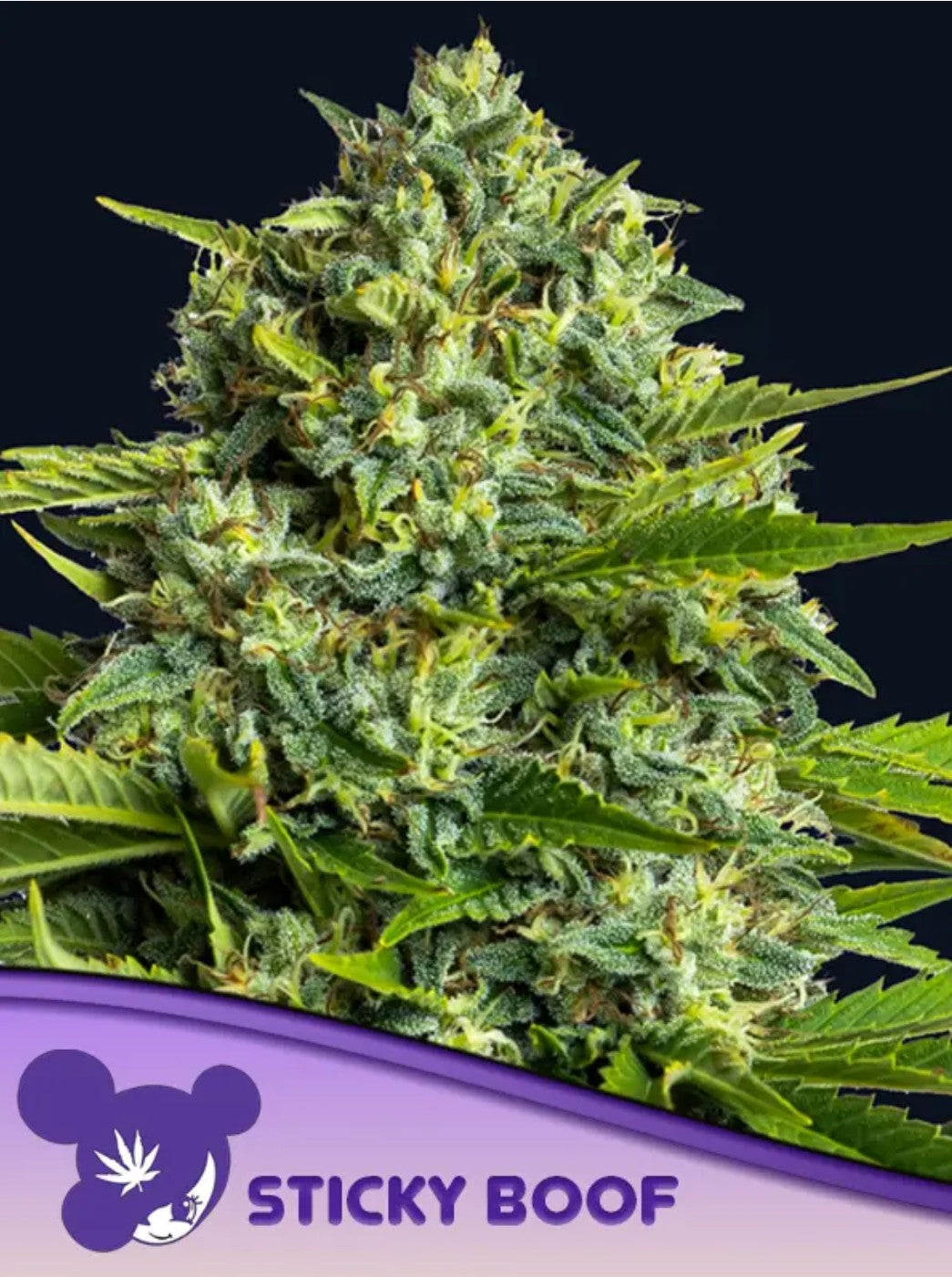 Anesia Sticky Boof Fem 3St.