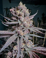 Solfire Gardens Ripe Fem 3St.