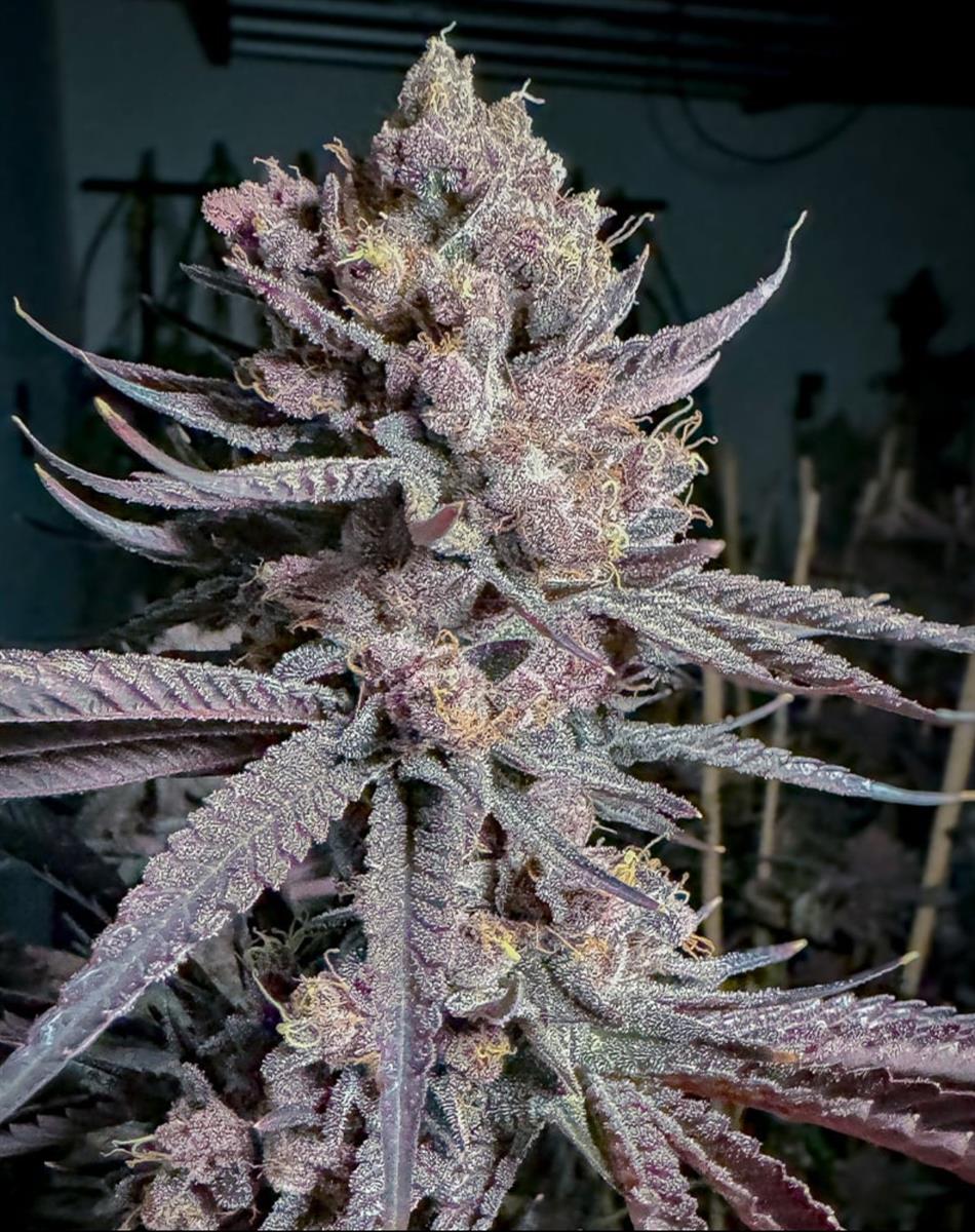 Solfire Gardens Ripe Fem 6St.