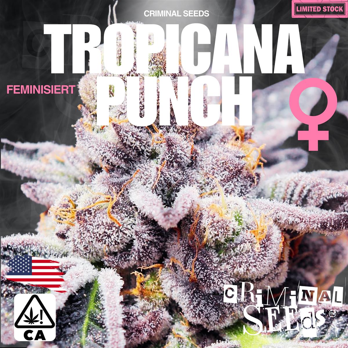 Criminal Seeds Tropicana Punch x Cali Fem 3St.