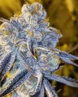 In House Genetics Sugar Cane Fem 3St.