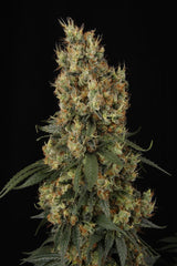 Paradise Seeds Mendocino Skunk Fem 3St.