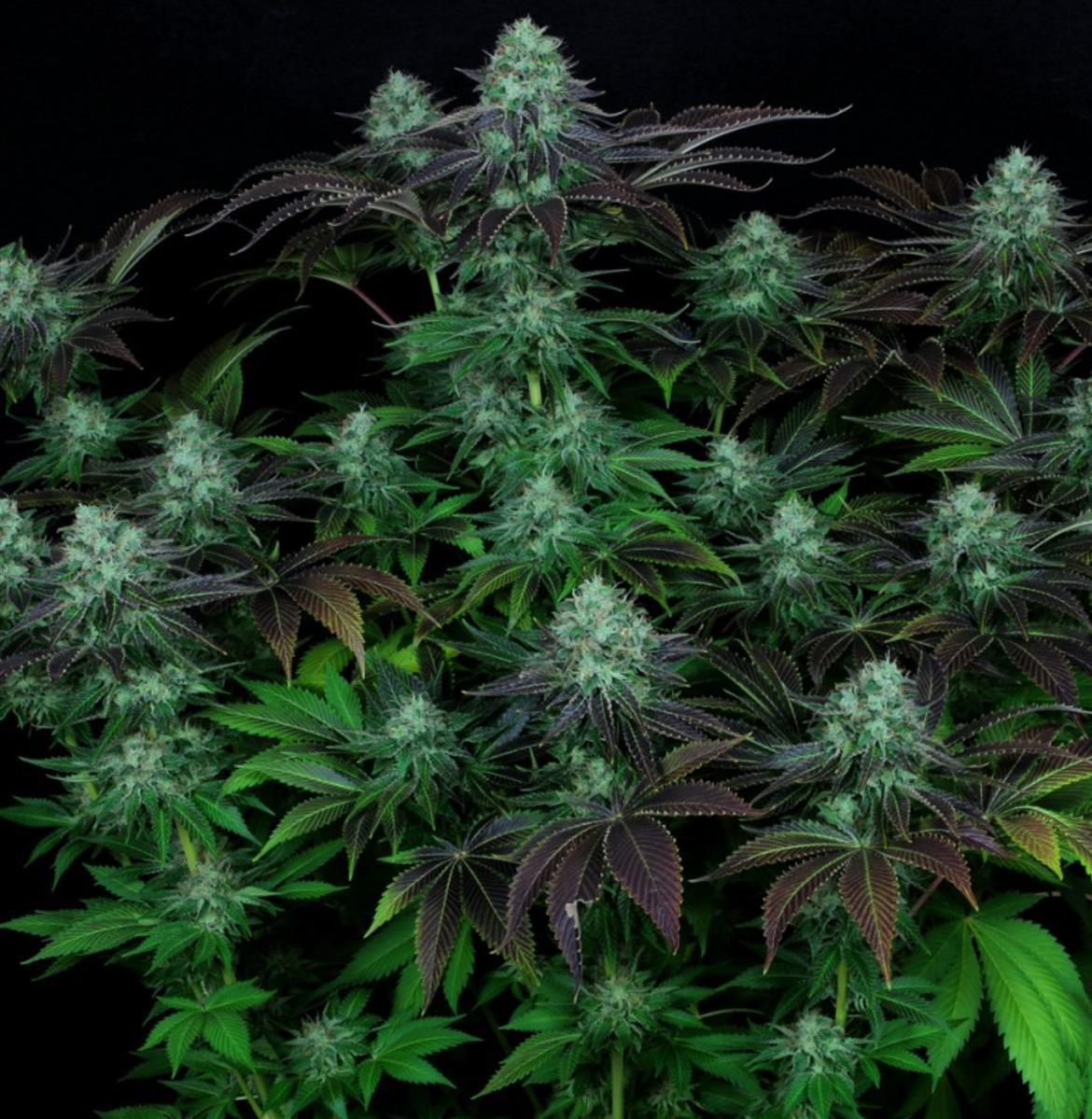 T.H. Seeds Darkstar Reg. 5St.