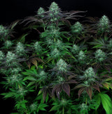 T.H. Seeds Darkstar Reg. 5St.