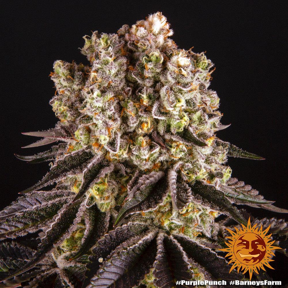 Barneys Farm Purple Punch Fem 3St.