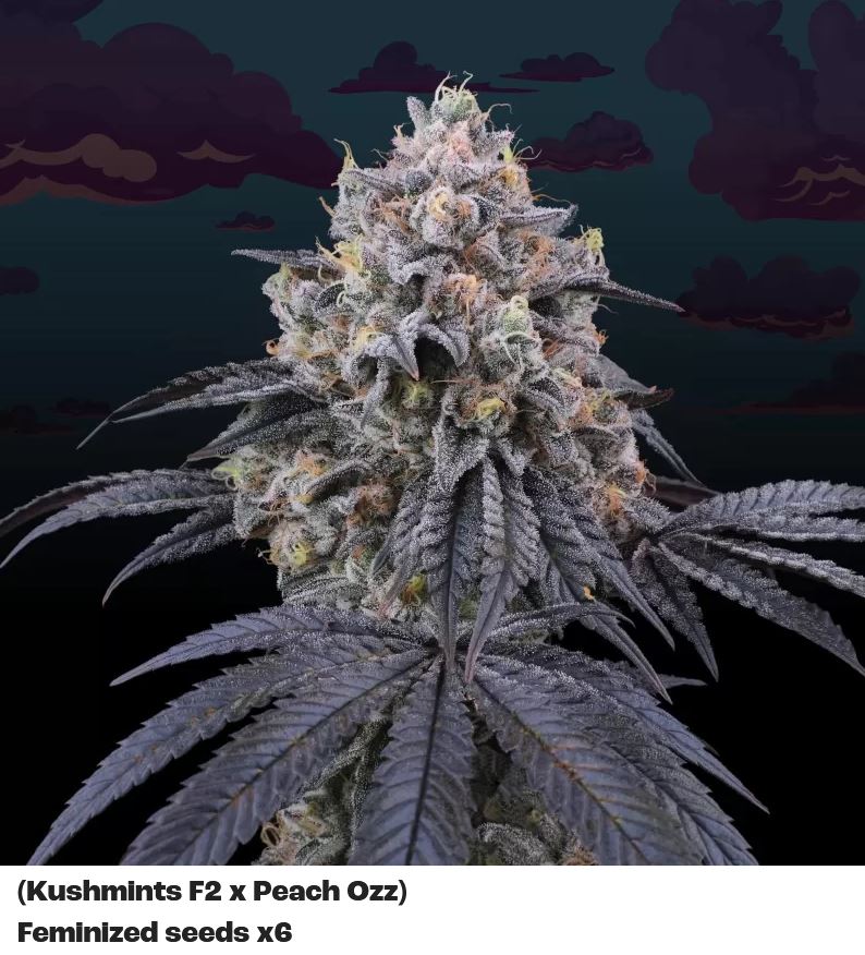 Perfect Tree Peach Clouds Fem 6St.