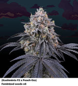 Perfect Tree Peach Clouds Fem 6St.