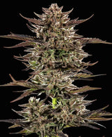 Barneys Farm Frosted Zinn x 3 Bears OG Auto Fem 3St.