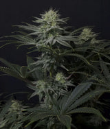 Fast Buds GG4 Sherbet FF Fem 3St.