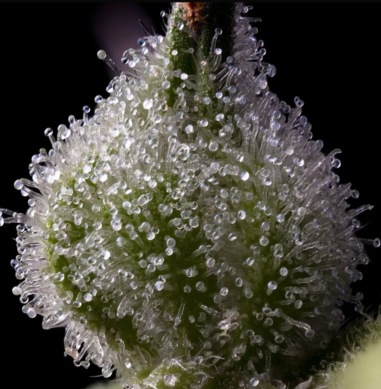 Barneys Farm Mendo Breath Fem 3St.