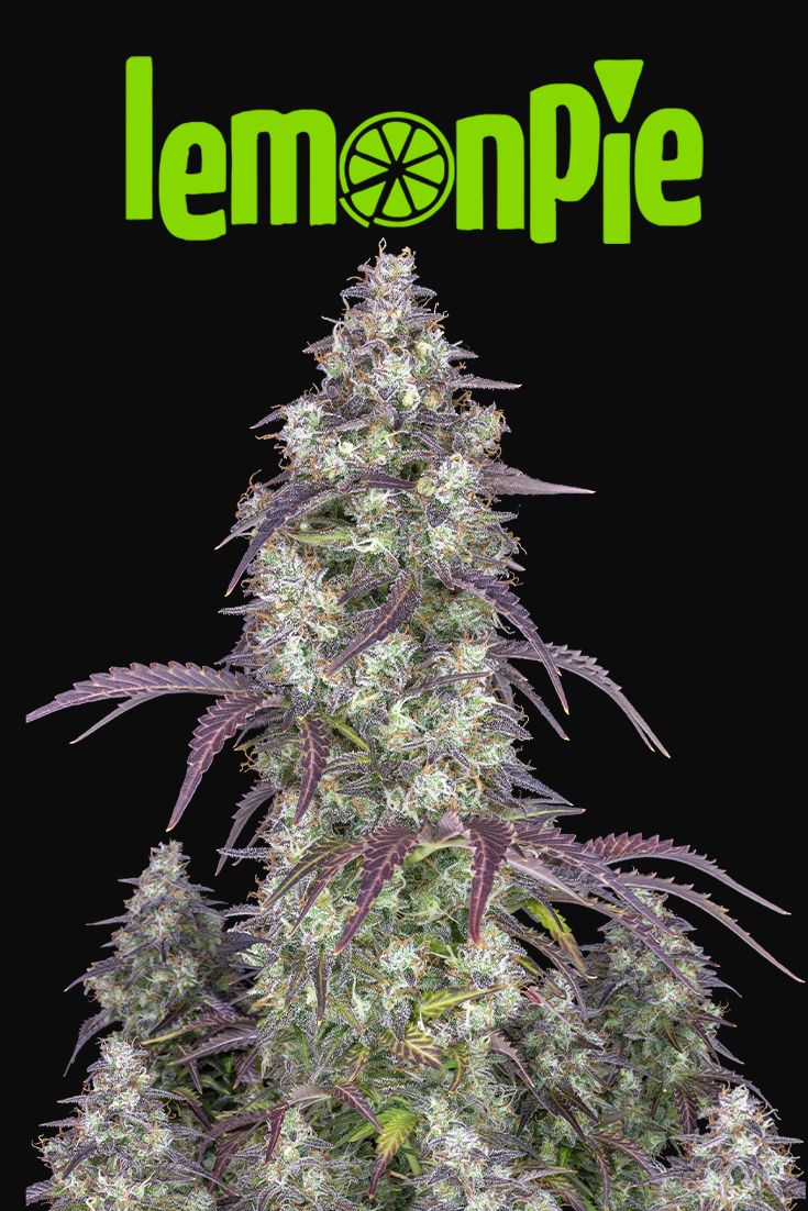 Fast Buds Lemon Pie Auto Fem 3St.