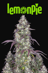 Fast Buds Lemon Pie Auto Fem 3St.