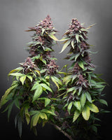 Kannabia Hightere Kirsche Fem. 3+1St.