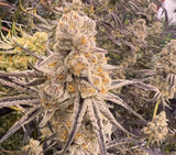 In House Genetics Slurricane IX Fem 3St.