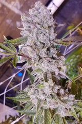 In House Genetics Platinum Gorilla Fem 3St.