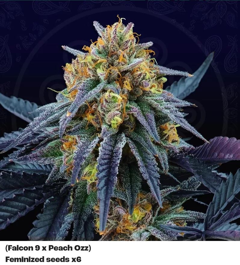 Perfect Tree Peach Sherbert OG Fem 6St.