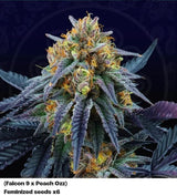 Perfect Tree Peach Sherbert OG Fem 6St.