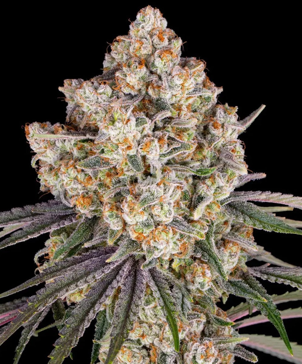 Barneys Farm Ice Cream Cake Fem 3St.