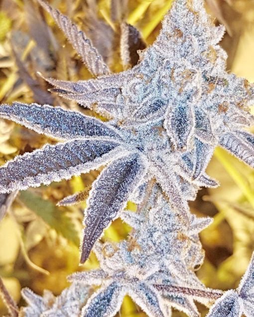 In House Genetics Platinum DOSI Fem 3St.