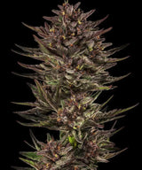 Barneys Farm Frosted Zinn x Cookie Dog Auto Fem 3 St.