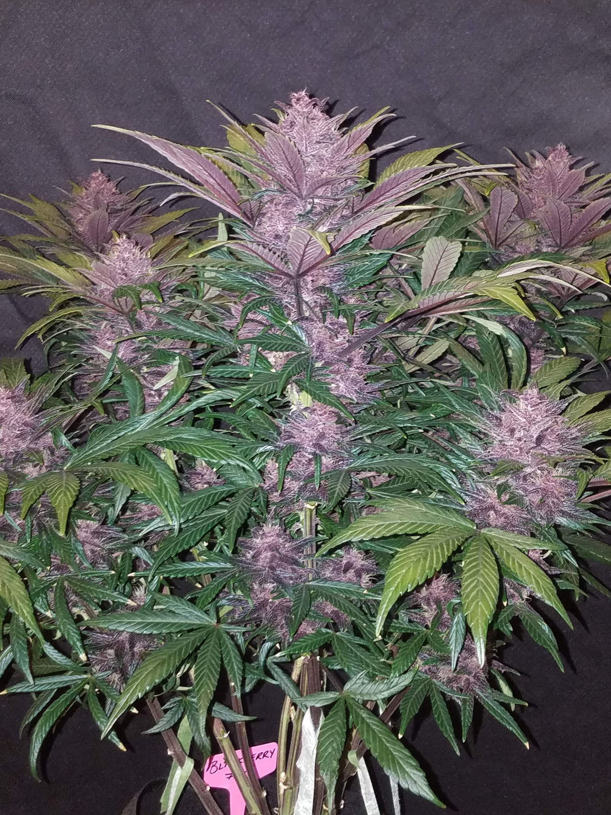Fast Buds Blackberry Auto Fem 3St.