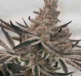 In House Genetics Deluxe Sugarcane Fem 3 St.