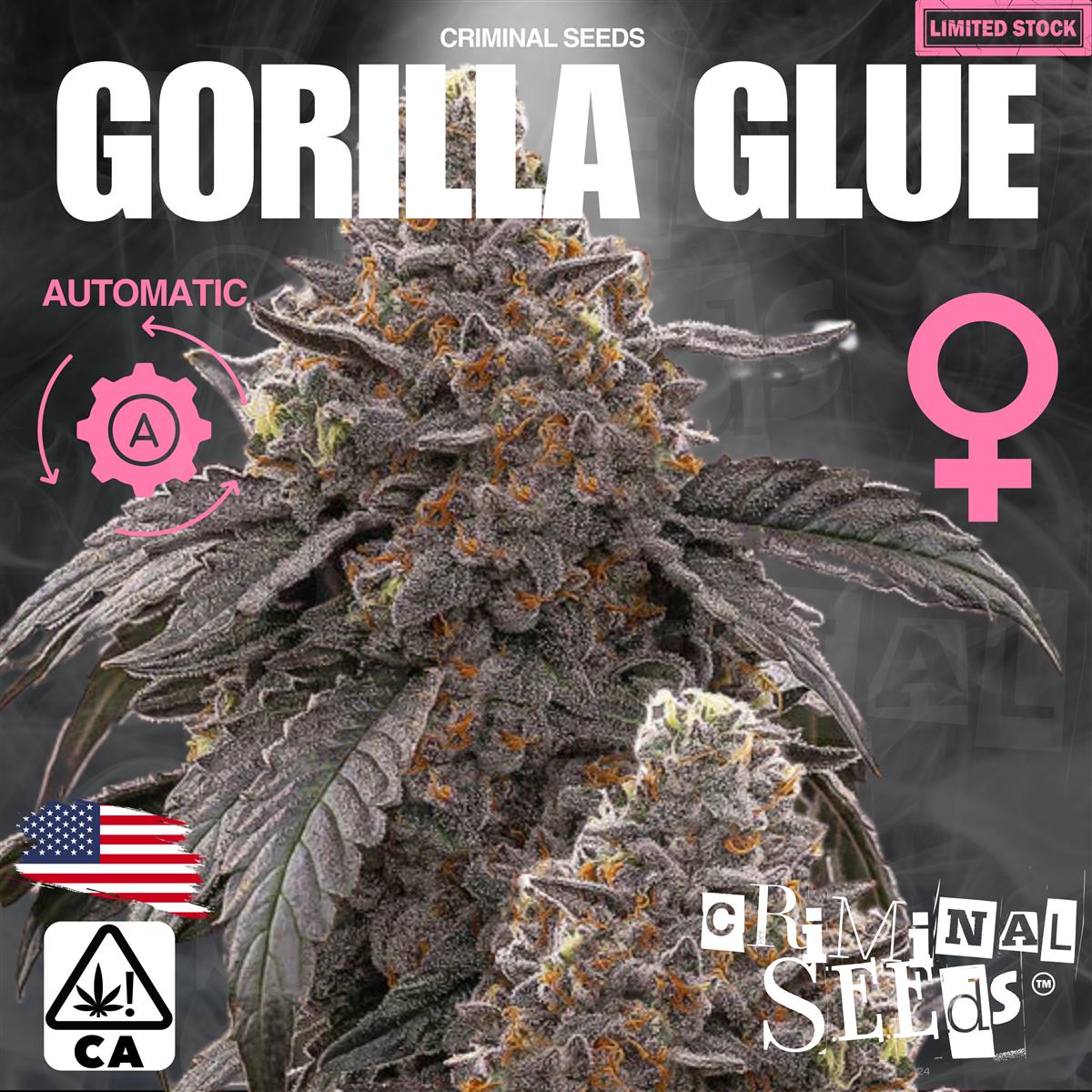 Criminal Seeds Gorilla Glue x Cali Auto Fem 3St.