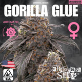 Criminal Seeds Gorilla Glue x Cali Auto Fem 3St.