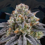 Perfect Tree Artic Cherries Fem 6St.