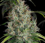 T.H. Seeds S.A.G.E. CBD Fem. 2St.