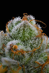 Barneys Farm Blue Dream Fem 3St