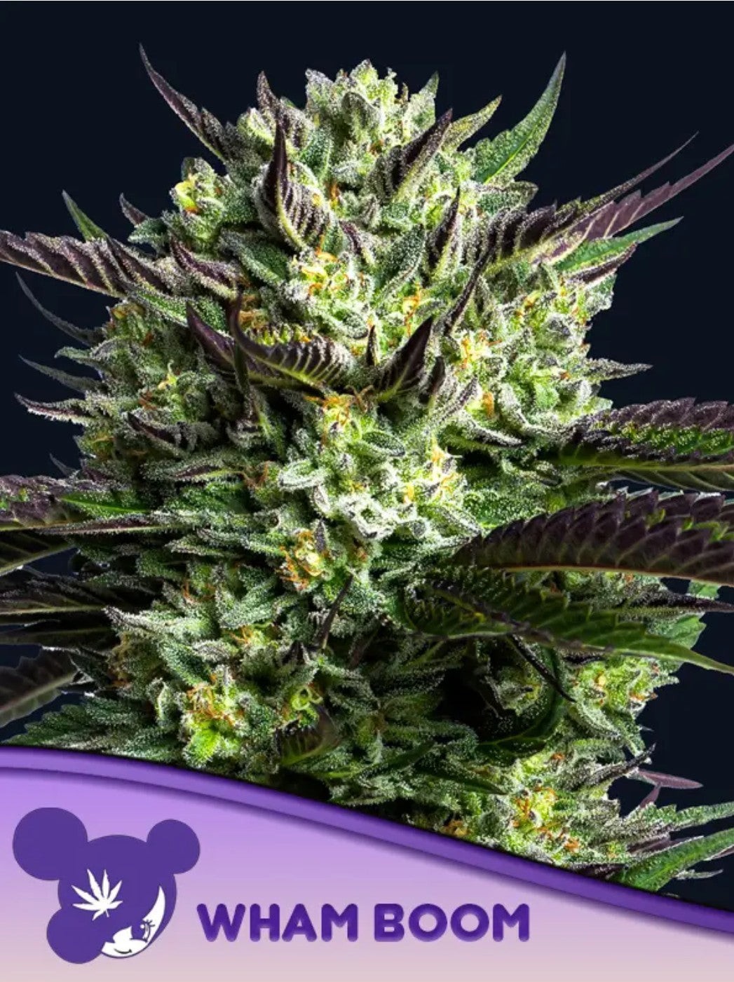 Anesia WHAM BOOM Fem 3St.