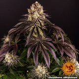 Barneys Farm Purple Punch Fem 3St.