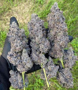 In House Genetics Bananacane Fem 3St.