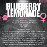 Criminal Seeds Blueberry Lemonade Auto Fem 3St.