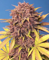 Fast Buds Purple Lemonade Auto Fem 3St.